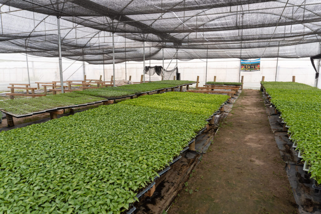 Pequeños productores hortícolas crearon la primer Colonia Agroecológica de Abastecimiento Urbano en Corrientes