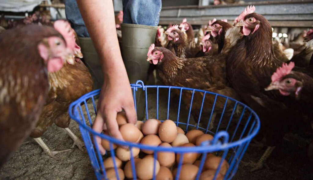 Agricultura Familiar entregará en Saladas, Empedrado y Esquina $26 millones para proyectos avícolas