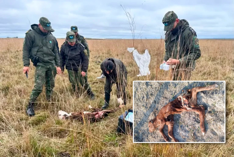 Corrientes: proponen compensaciones y convivencia segura por ataques de felinos protegidos al ganado